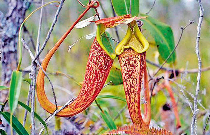 જાતજાતની શિકારી વનસ્પતિ                         .