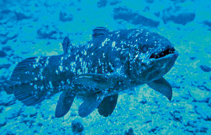 A Fish from the Era of Dinosaurs: Coelacanth