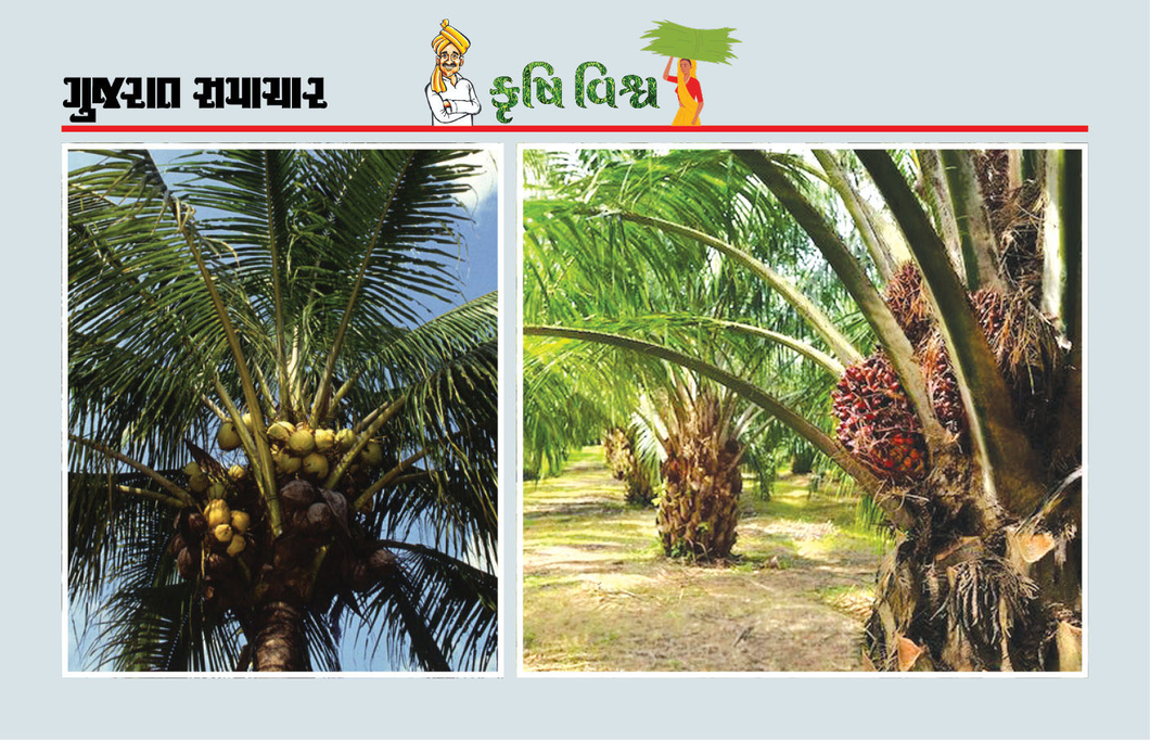 જામફળ, ખજૂર, નાળિયેર અને ઓઈલ પામની ખેતી ખેડૂતો માટે કમાણી અને ટકાઉ ખેતીનો વ્યવહારુ માર્ગ