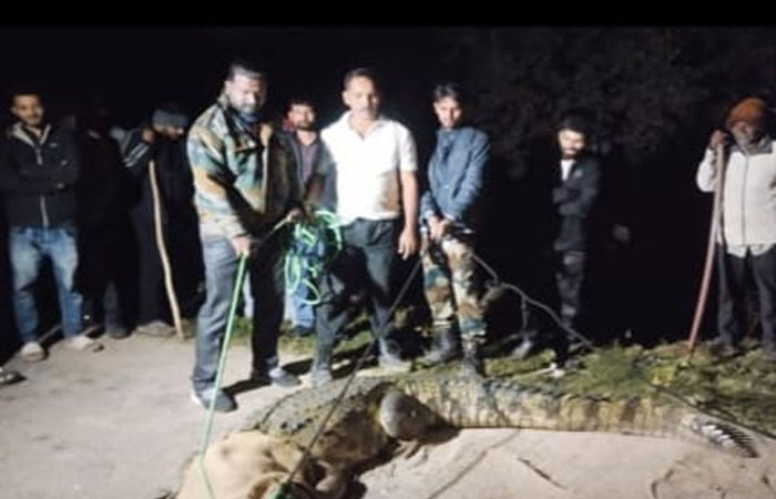 વડોદરા નજીક આવેલા દેણા ગામના ખેતરમાંથી મોડી રાત્રે મહાકાય મગર પકડાયો