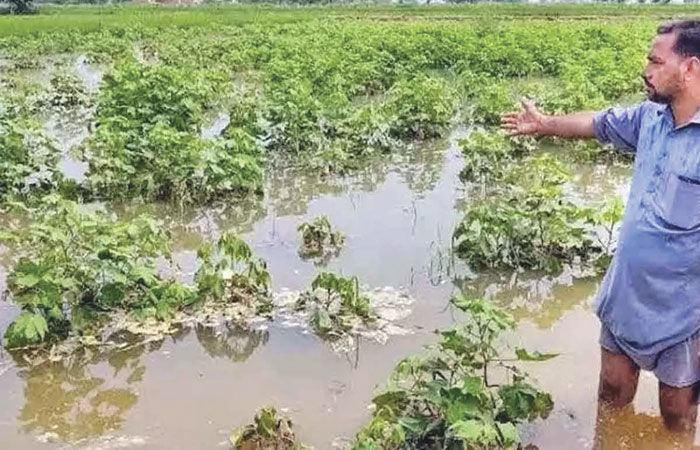 ખરીફ પાક પર તોળાતો ખતરો, વધુ વરસાદથી ઉભા પાક પર અસર