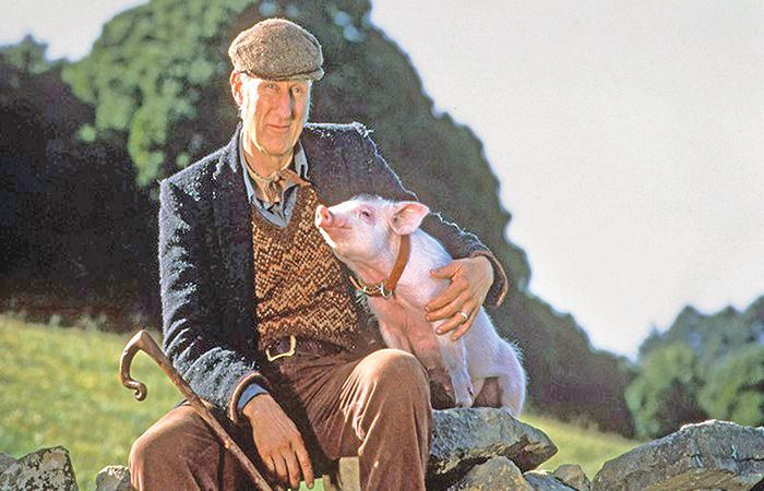Little Pig, Big Dreams The Magic of Babe
