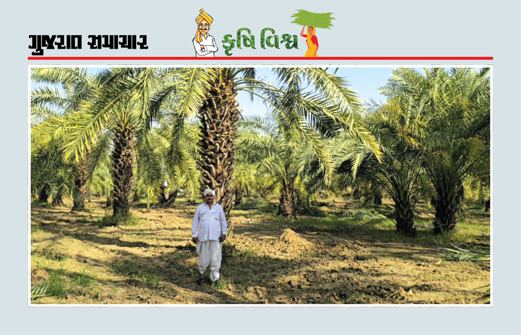 ખેતીમાં પણ યોગ્ય વ્યવસ્થાપન, 41 એકરની ખેતીમાં મેળવી રૂપિયા 50 લાખની આવક
