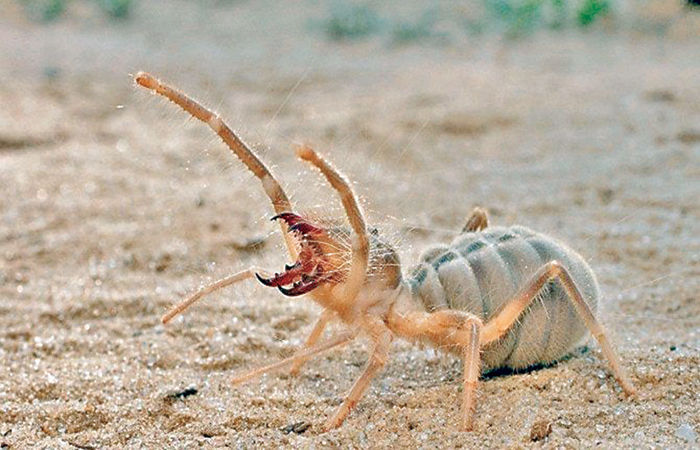 Egypt's Giant Spider The Camel Spider
