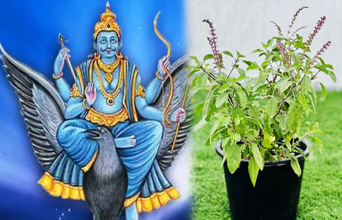 શનિ અમાસે કરો તુલસી સંબંધિત આ ઉપાયો, શનિદેવના મળશે ભરપૂર આશીર્વાદ