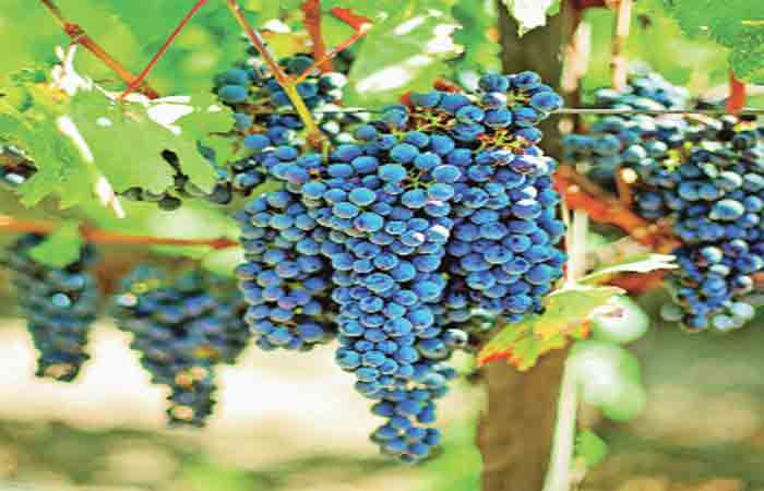 સ્વાદિષ્ટ અને લોકપ્રિય ફળ : દ્રાક્ષ