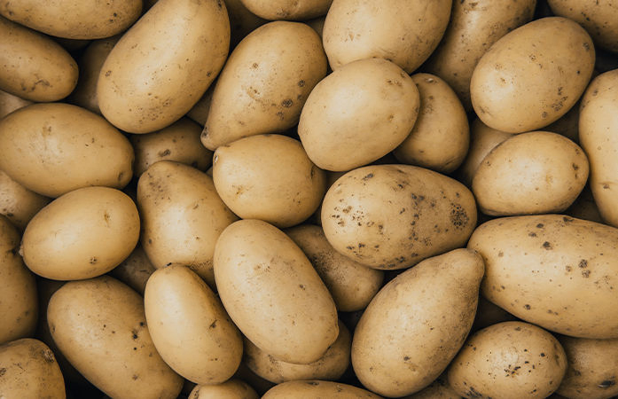 Gujarat becomes fourth-largest potato producer in India, sowing up by 13% this season