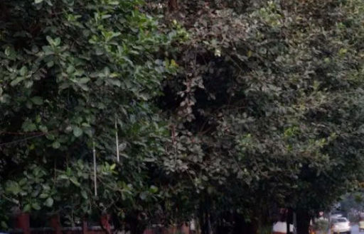 1700 trees illegally felled in Palitana forest, staff suspended, vehicles seized