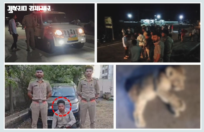 ભાવનગર-સોમનાથ નેશનલ હાઈવે પર કારની અડફેટે સિંહબાળનું મોત, ચાલકની અટકાયત