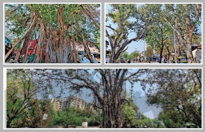 અમદાવાદમાં 422 હેરિટેજ વૃક્ષો મળ્યાં, 113 વર્ષની આંબલી, 91 વર્ષનું શમી! ગણતરી હજુ ચાલુ