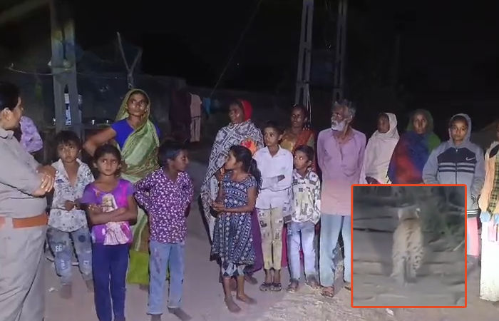અમરેલી: 4 દિવસમાં 3 હુમલા અને 2 મોત બાદ વનવિભાગ સફાળું જાગ્યું, બગસરામાં દીપડાના આંટાફેરાથી ફફડાટ