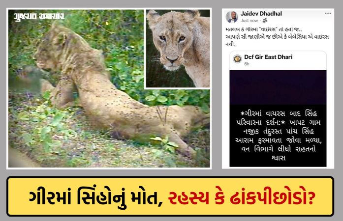 ગીરમાં સિંહોના મોત પર વન વિભાગમાં જ ડખો: મંત્રીનો વાઈરસ ન હોવાનો દાવો, પણ DCFની 'વાઈરસ'વાળી પોસ્ટે પોલ ખોલી!