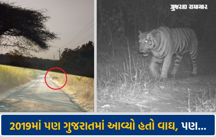 2019માં પણ ગુજરાતમાં આવ્યો હતો વાઘ, 6 મહિનામાં થયું હતું મોત, કારણ જાણી તમારી આંખો ભીની થઈ જશે