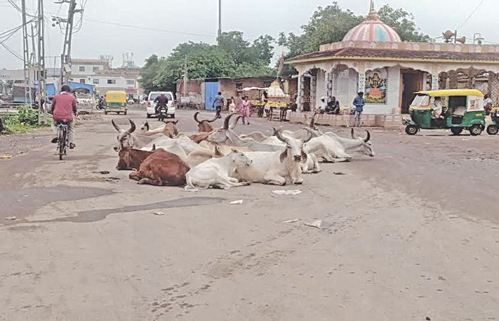 વિરમગામ શહેરમાં રખડતા પશુઓનો આતંક