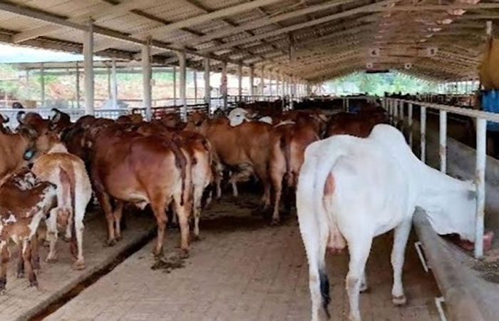 વડોદરામાં રખડતા ઢોર માટે ખટંબા ખાતે 7.53 કરોડનો ખર્ચે કેટલ શેડ બનાવાશે