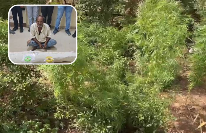 પંચમહાલ: ઘોઘંબાના ગુણેસિયા ગામમાંથી ગાંજાની ખેતી ઝડપાઈ, 4 લાખથી વધુના જથ્થા સાથે એકની ધરપકડ