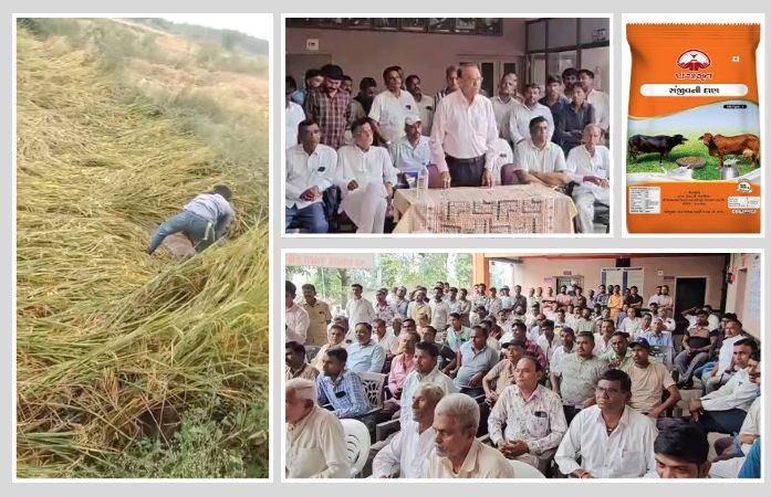 માવઠા વચ્ચે પશુપાલકોને રાહત! પંચમહાલ ડેરીએ પંચામૃત દાણનો ભાવ ઘટાડ્યો, 3 જિલ્લાના લોકોને મળશે લાભ