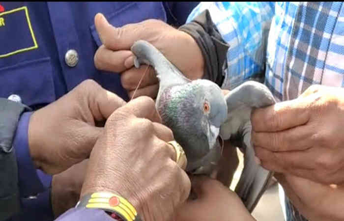 વડોદરા: વીજ તાર ઉપર પતંગની દોરીમાં ફસાયેલા કબુતરનું રેસ્ક્યુ