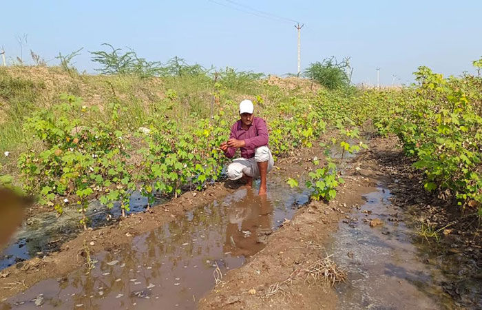 વઢવાણના વાડલા પાસે નર્મદા કેનાલમાં ગાબડાં- 200 વીઘાનું વાવેતર નિષ્ફળ