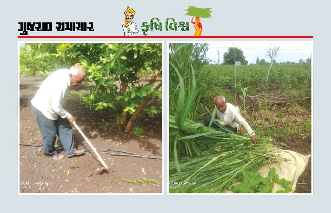પ્રાકૃતિક ખેતીમાં જીવાત નિયંત્રણનો અનોખો પ્રયોગ, જીવાત નિયંત્રણમાં સફળતાના પગલે કૃષિ ઉત્પાદન વૃદ્ધિ