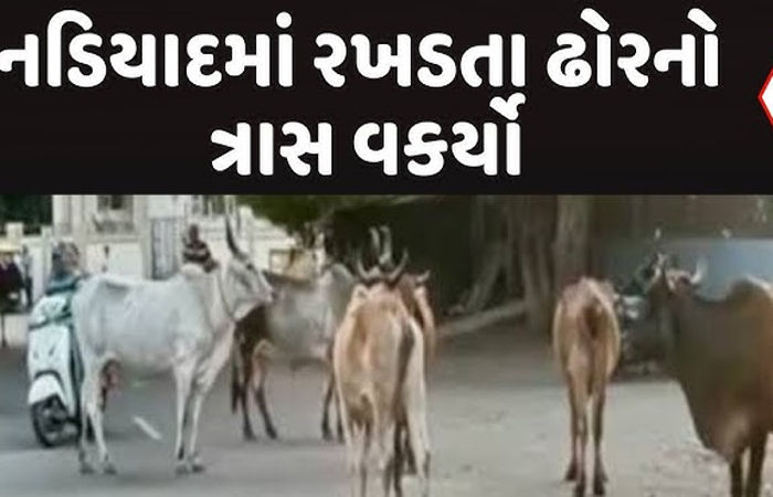 નડિયાદમાં મનપા તંત્ર નિદ્રામાંથી જાગ્યું : રખડતા 370 પશુ પકડાયા