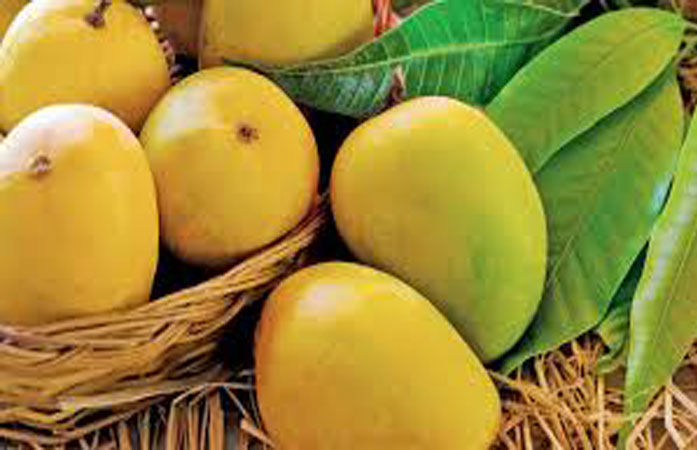 Gir Kesar mango season ends, sales nearly double from last year