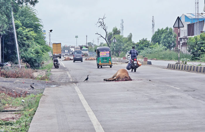 અમદાવાદ- ધોળકા- ખેડા હાઈવે પર અજાણ્યા વાહનની ટક્કરે 4 ગાયના મોત
