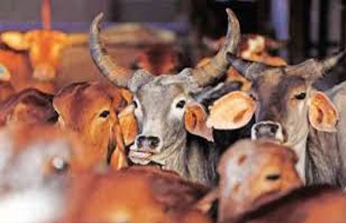 Police bust alleged illegal cow slaughter racket in Vejalpur, three arrested; over 520 kg beef seized