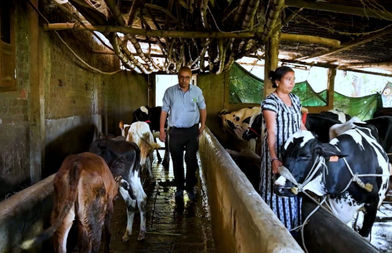 Gujarat's 'Miracle Boy' boosts dairy yields with record artificial insemination success