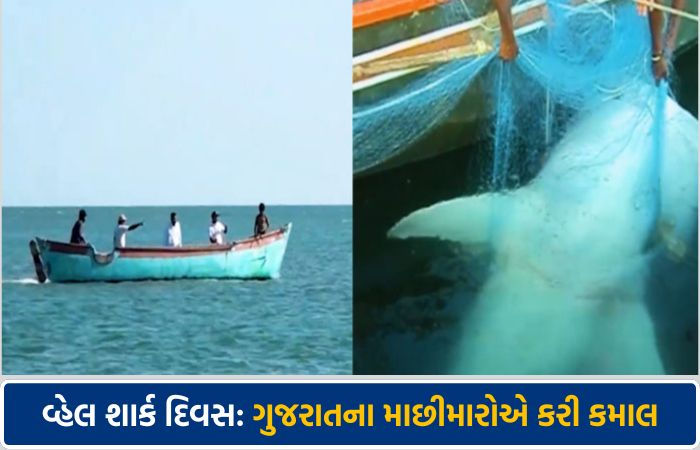 વ્હેલ શાર્ક દિવસ: ગુજરાતના માછીમારો 'દરિયાની દીકરી' માટે બન્યા સંરક્ષક, જાણો શિકારમાંથી સંરક્ષણ સુધીની પ્રેરક કહાની