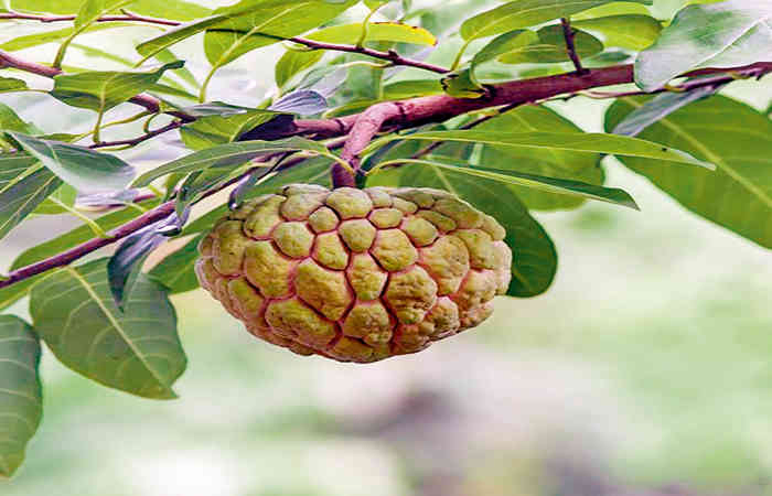 ગુણકારી સીતાફળ .