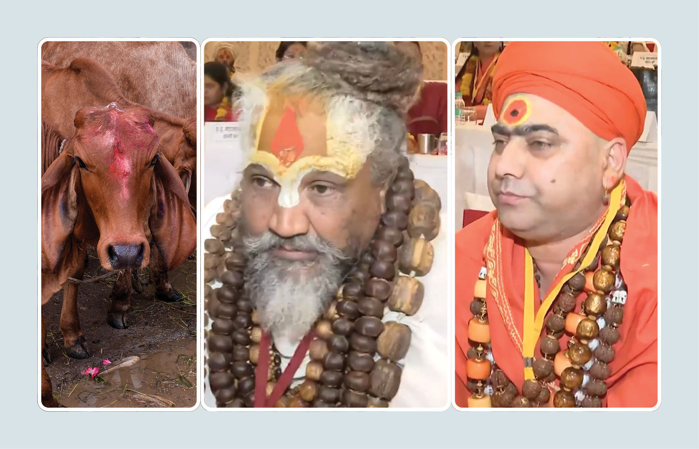 ‘ગાયને રાષ્ટ્રમાતાનો દરજ્જો આપો, નહીં તો...’ સંતોનું સરકારને ત્રણ મહિનાનું અલ્ટીમેટમ
