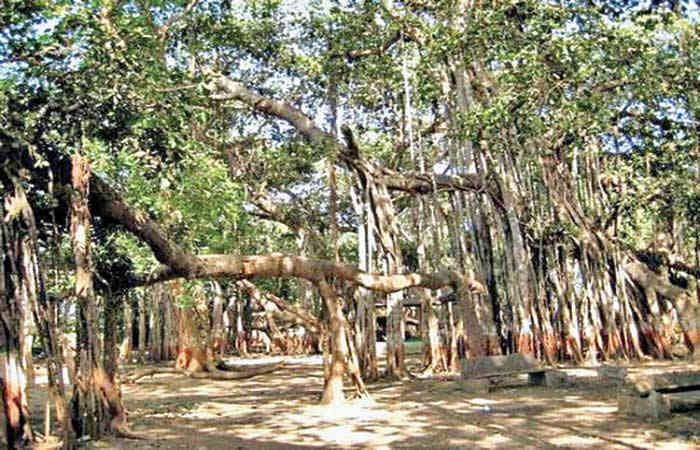 ભારતના વિશાળ વડલા                         .