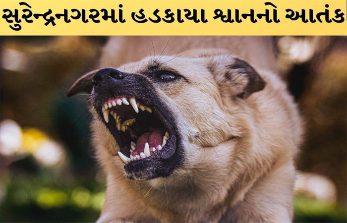 ધ્રાંગધ્રાના રાજપરમાં હડકાયા શ્વાને ભેંસ અને પાડીને બચકાં ભરતા મોત