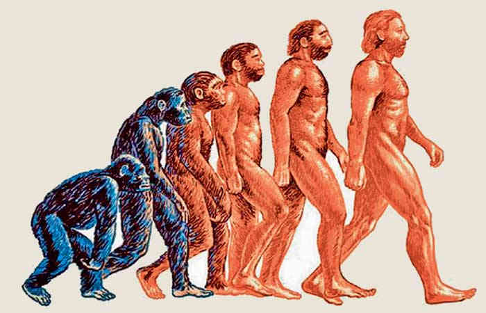 ચોપગામાંથી આપણાં કયા પૂર્વજો બેપગા બન્યા?: BIPEDALISM