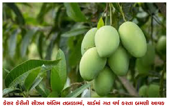 કેસર કેરીની સીઝન અંતિમ તબક્કામાં, યાર્ડમાં ગત વર્ષ કરતા બમણી આવક