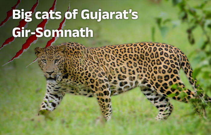 Gujarat sees a surge in animal attacks in Gir-Somnath region