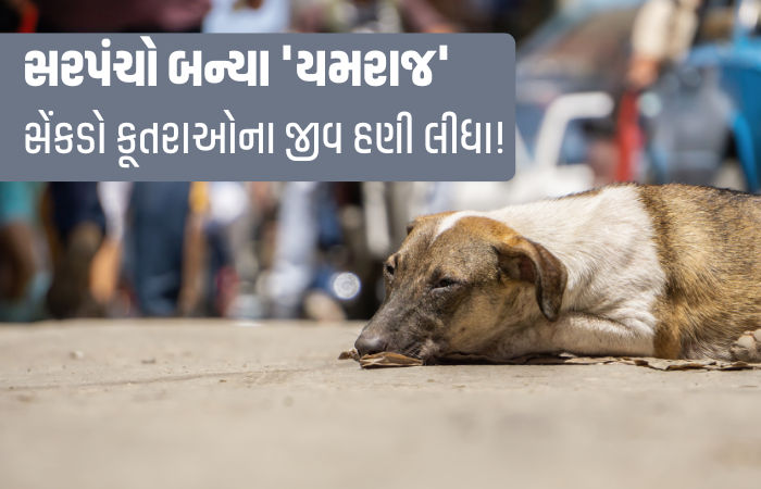 અબોલ પશુઓની ચીસ સાંભળનારું કોઈ નથી? ચૂંટણીનો વાયદો પૂર્ણ કરવા 900 કૂતરાઓને ઝેર અપાયું