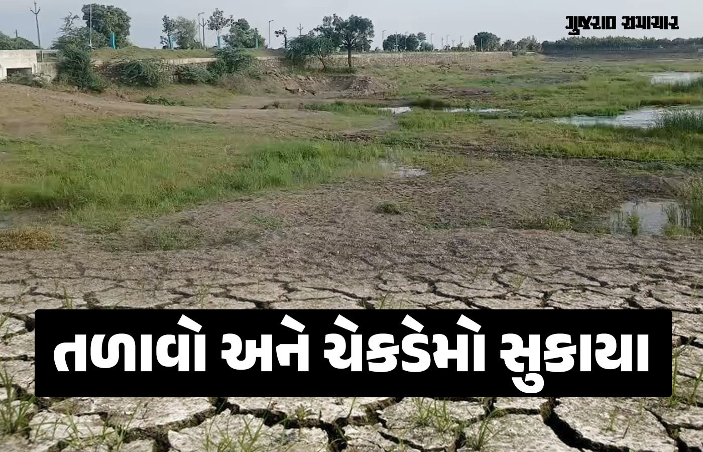 અમરેલીના લાઠી પંથકમાં વરસાદ ખેંચાતા ખેડૂતો ચિંતિત, જળસ્રોત ખાલીખમ
