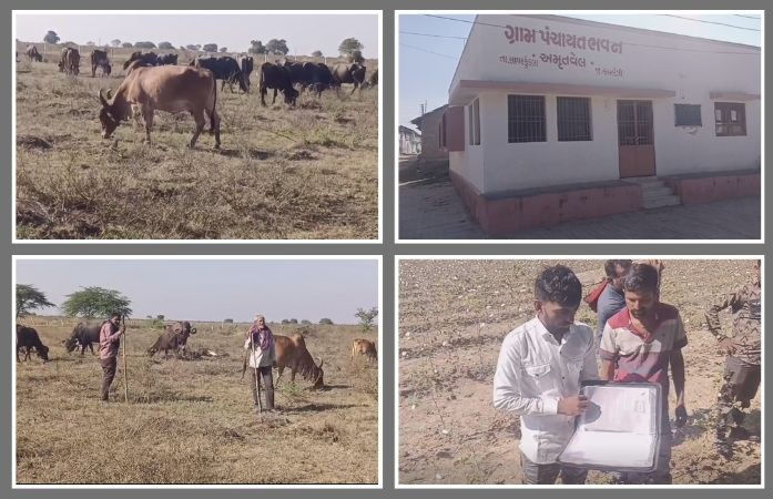 અમરેલીમાં માલધારીઓએ લાંબી લડત બાદ ગૌચર ખુલ્લું કરાવ્યું, સ્વભંડોળના અભાવે સ્વખર્ચે માપણી કરાવી