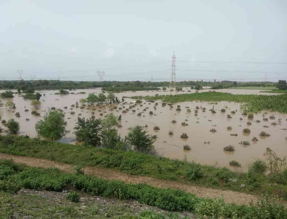 ઝઘડિયાના નર્મદા કાંઠાએ ગામોની સીમોમાં પૂરના પાણીનો નિકાલ નહીં થતાં ખેતીમાં વ્યાપક નુકશાન