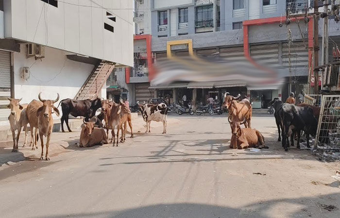 મનપાએ 1 વર્ષમાં 1872 ઢોર પકડયા, છતાં માર્ગ પર ત્રાસ યથાવત્