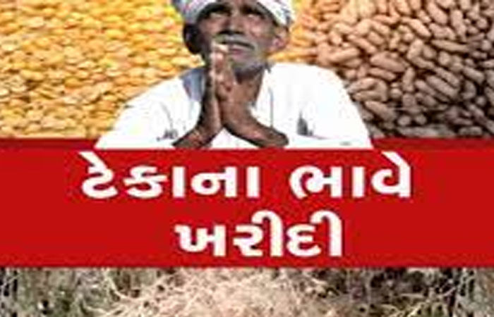 મગફળીનું ઉત્પાદન 66 લાખ ટન અને સરકાર માત્ર 12.62 લાખ ટન  ખરીદશે