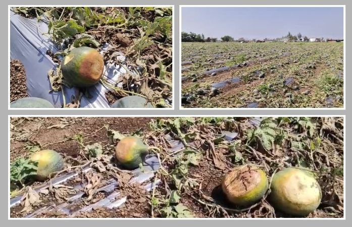 સુરેન્દ્રનગર: મિનિ વાવાઝોડા અને માવઠાથી સાયલામાં તરબૂચની ખેતીમાં ભારે નુકસાન, મહેનત પર ફરી વળ્યું પાણી