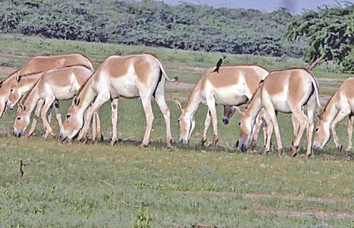 ધ્રાંગધ્રાના કચ્છના નાના રણમાં ઘુડખર અભયારણ્ય 4 મહિના માટે બંધ