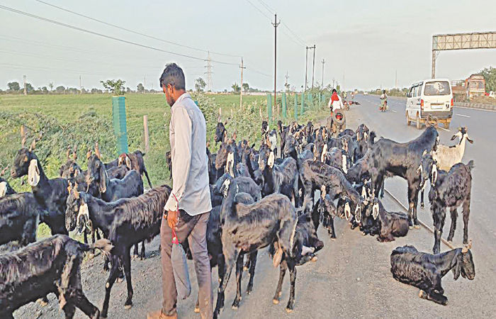 સાયલા હાઇવે પર ડમ્પરનો કહેર, દસ બકરાને અડફેટે લેતાં મોત