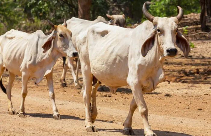 Negligence or natural causes? AMC faces heat after 10 cows, calves die in Danilimda cattle pound
