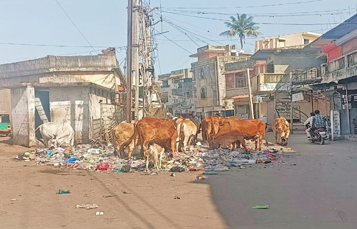 બાલાસિનોરમાં ખુદ પાલિકા દ્વારા જ એકઠો કરાતો કચરો