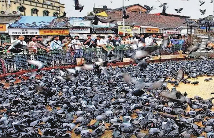 અબોલ જીવો માટે બોલકાઓનો જંગ એક તરફ શ્રદ્ધા, બીજી તરફ આરોગ્ય