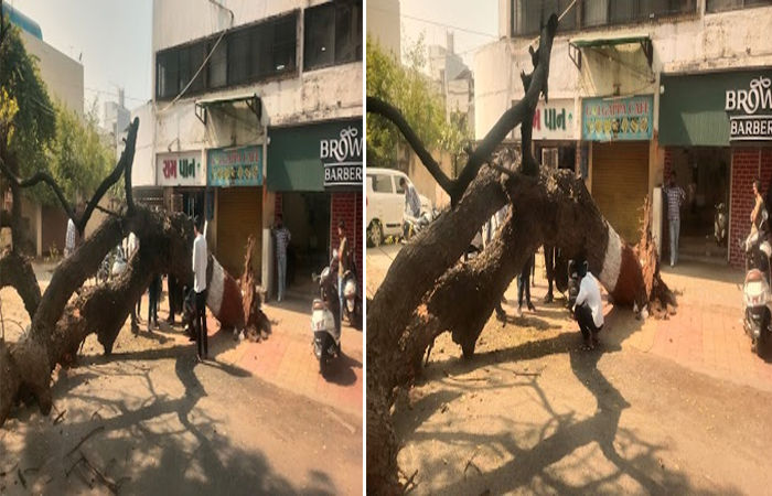 જામનગરમાં જાહેર રસ્તા પર વૃક્ષ ઘરસાઈ થતાં અફડાતફડી  , એક બાઇક દબાયું : અન્ય કોઈ જાનહાની નહીં